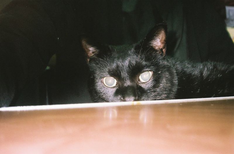 ねこ