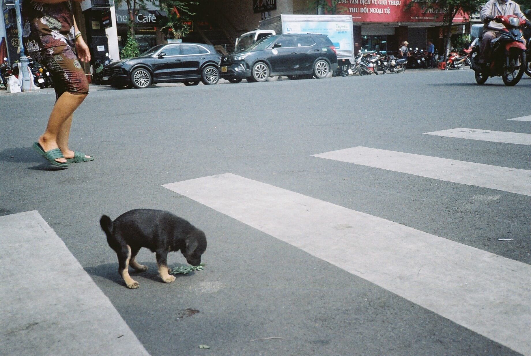 犬