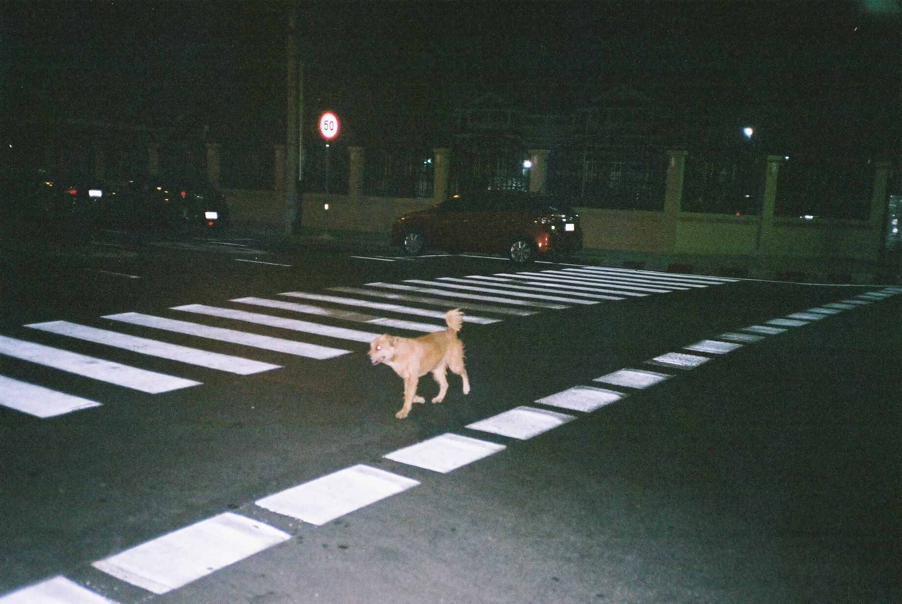 犬