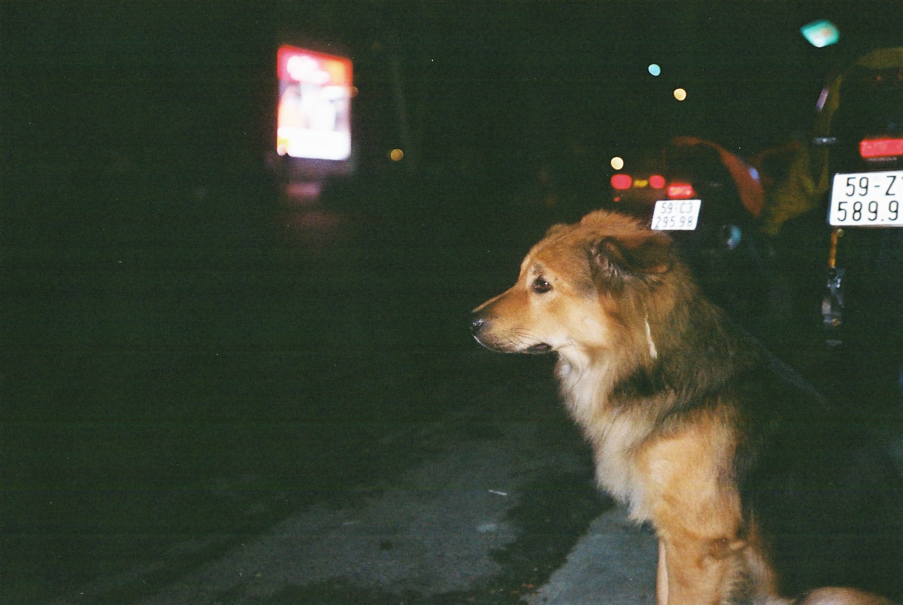 dog eye